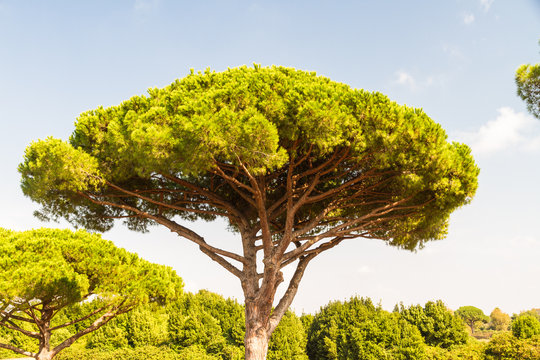 Stone pine or Pinus pinea