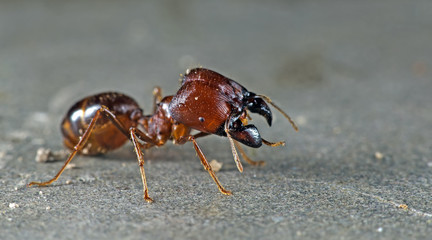 Ant, Red ant on the ground