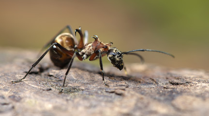 Ant, Red ant on the ground