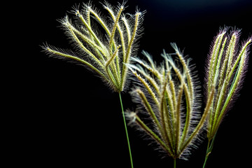 Flower of Swallen Finger grass
