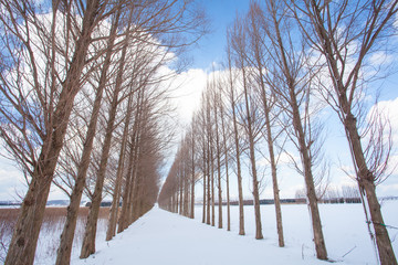 Avenue of Dawn redwood tree with snow in winter season at Kanazawa city , Japan