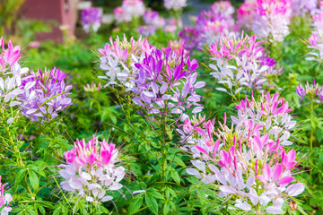 Pink Spider flower or Cleome spinosa
