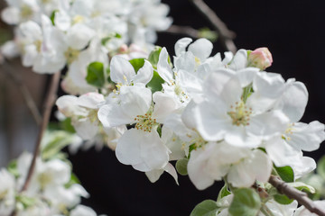 Blossom spring-flowers with shallow depth of field