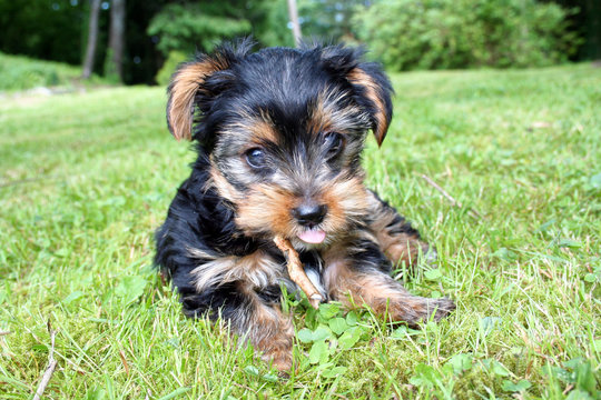 A puppy Yorkshire terrier lying in the grass.
