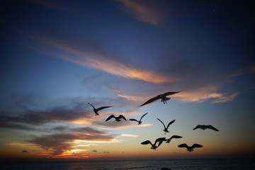 Aufgeschreckte Vögel vor einem atemberaubenden Sonnenaufgang im Süden von Florida am Strand von Miami.