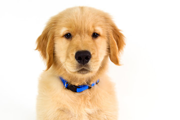 thoughtful golden retriever face on white background