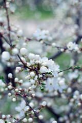 blossom spring-flowers with shallow depth of field 