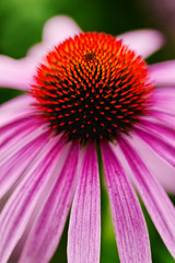 Cone Flower JCR4280_002