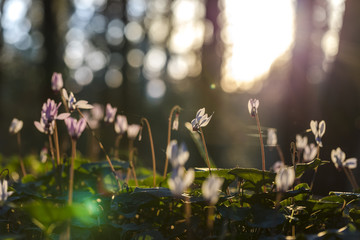 Sunlit cyclamens with spiderweb on defocused forest background 