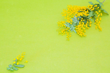 ミモザの花
