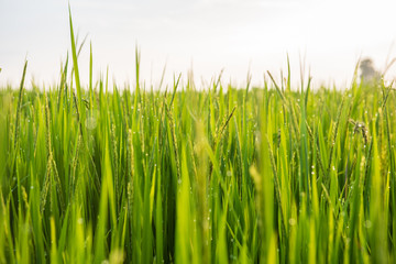 Obraz premium Rice field and dew in the morning with bokeh light.