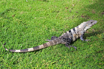 Iguana / Ambregris Caye, Belize