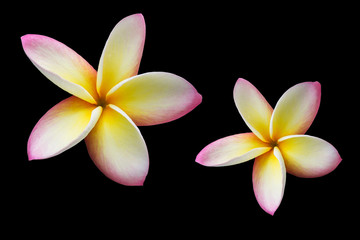 Fototapeta premium Isolated pink yellow flower frangipani or plumeria bunch on black background