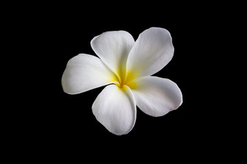 Naklejka premium Isolate beautiful charming white flower plumeria