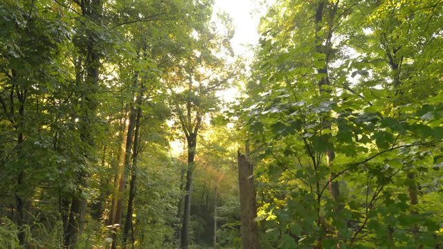 Time lapse of a sunrise in the forest
