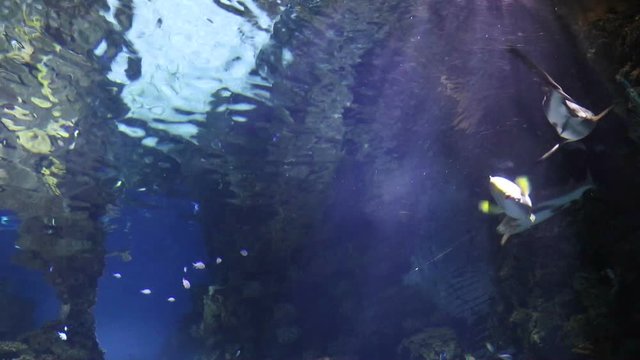 Fishes with sun light through water surface