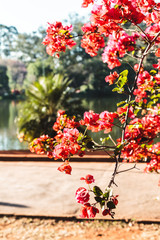 Ibirapuera Park in Sao Paulo, Brazil (Brasil)