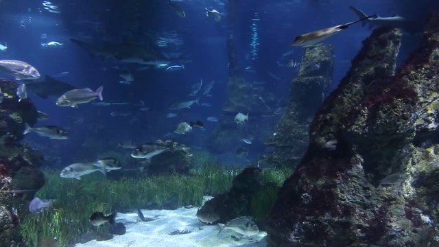 Fishes with sun light through water surface