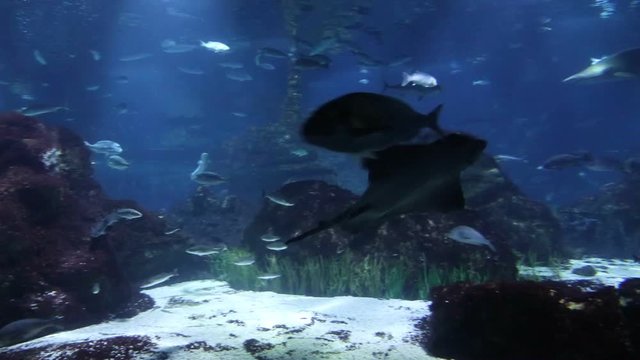Fishes with sun light through water surface