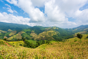 Naklejka premium View of the corn field on the mountain in Pua district, Nan province, Thailand.