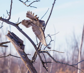 The great grey owl in the golden light. The great gray is a very large bird, documented as the world's largest species of owl by length. Here it is seen searching for prey in Quebec's harsh winter.
