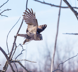 The great grey owl in the golden light. The great gray is a very large bird, documented as the world's largest species of owl by length. Here it is seen searching for prey in Quebec's harsh winter.