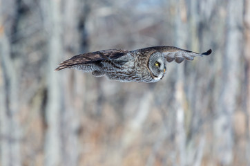 The great grey owl in the golden light. The great gray is a very large bird, documented as the world's largest species of owl by length. Here it is seen searching for prey in Quebec's harsh winter.