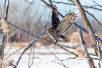 The great grey owl in the golden light. The great gray is a very large bird, documented as the world's largest species of owl by length. Here it is seen searching for prey in Quebec's harsh winter.