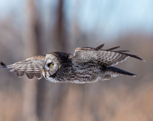 The great grey owl in the golden light. The great gray is a very large bird, documented as the world's largest species of owl by length. Here it is seen searching for prey in Quebec's harsh winter.