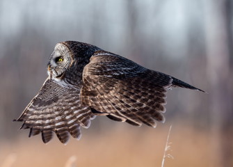 The great grey owl in the golden light. The great gray is a very large bird, documented as the world's largest species of owl by length. Here it is seen searching for prey in Quebec's harsh winter.
