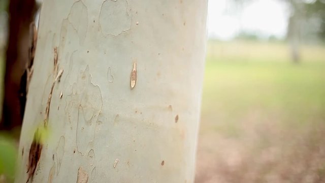 Tree trunk, close-up