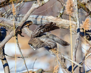 The great grey owl in the golden light. The great gray is a very large bird, documented as the world's largest species of owl by length. Here it is seen searching for prey in Quebec's harsh winter.