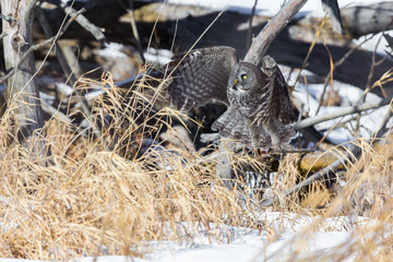 The great grey owl in the golden light. The great gray is a very large bird, documented as the world's largest species of owl by length. Here it is seen searching for prey in Quebec's harsh winter.