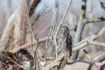 The great grey owl in the golden light. The great gray is a very large bird, documented as the world's largest species of owl by length. Here it is seen searching for prey in Quebec's harsh winter.