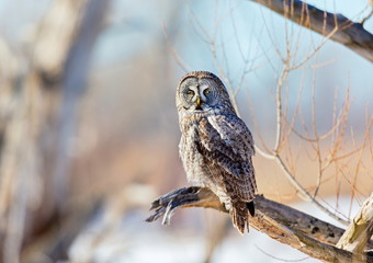 The great grey owl in the golden light. The great gray is a very large bird, documented as the world's largest species of owl by length. Here it is seen searching for prey in Quebec's harsh winter.