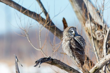 The great grey owl in the golden light. The great gray is a very large bird, documented as the world's largest species of owl by length. Here it is seen searching for prey in Quebec's harsh winter.