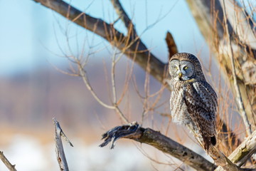 The great grey owl in the golden light. The great gray is a very large bird, documented as the world's largest species of owl by length. Here it is seen searching for prey in Quebec's harsh winter.