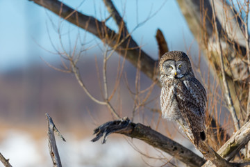The great grey owl in the golden light. The great gray is a very large bird, documented as the world's largest species of owl by length. Here it is seen searching for prey in Quebec's harsh winter.