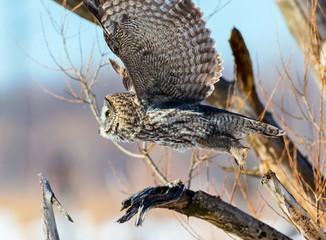 The great grey owl in the golden light. The great gray is a very large bird, documented as the world's largest species of owl by length. Here it is seen searching for prey in Quebec's harsh winter.