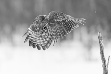 The great grey owl in the golden light. The great gray is a very large bird, documented as the world's largest species of owl by length. Here it is seen searching for prey in Quebec's harsh winter.