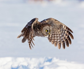 The great grey owl in the golden light. The great gray is a very large bird, documented as the world's largest species of owl by length. Here it is seen searching for prey in Quebec's harsh winter.