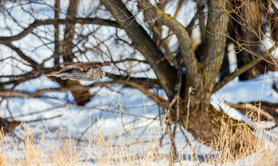 The great grey owl in the golden light. The great gray is a very large bird, documented as the world's largest species of owl by length. Here it is seen searching for prey in Quebec's harsh winter.