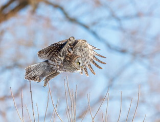The great grey owl in the golden light. The great gray is a very large bird, documented as the world's largest species of owl by length. Here it is seen searching for prey in Quebec's harsh winter.