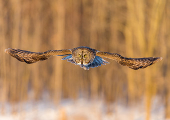 The great grey owl in the golden light. The great gray is a very large bird, documented as the world's largest species of owl by length. Here it is seen searching for prey in Quebec's harsh winter.