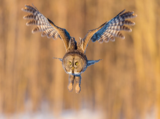Obraz premium The great grey owl in the golden light. The great gray is a very large bird, documented as the world's largest species of owl by length. Here it is seen searching for prey in Quebec's harsh winter.