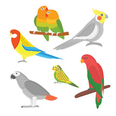 Obraz na płótnie Canvas Cartoon tropical parrot wild animal bird vector illustration.