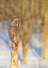 The great grey owl in the golden light. The great gray is a very large bird, documented as the world's largest species of owl by length. Here it is seen searching for prey in Quebec's harsh winter.