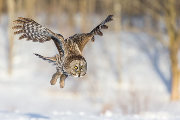 The great grey owl in the golden light. The great gray is a very large bird, documented as the world's largest species of owl by length. Here it is seen searching for prey in Quebec's harsh winter.