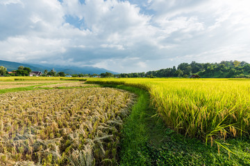 Fototapeta na wymiar Rice terraces on mountain in Nan Province, northern of Thailand.