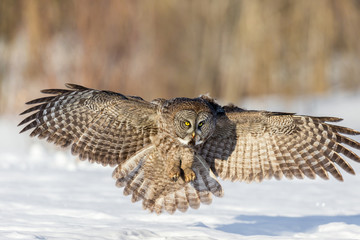 The great grey owl in the golden light. The great gray is a very large bird, documented as the world's largest species of owl by length. Here it is seen searching for prey in Quebec's harsh winter.